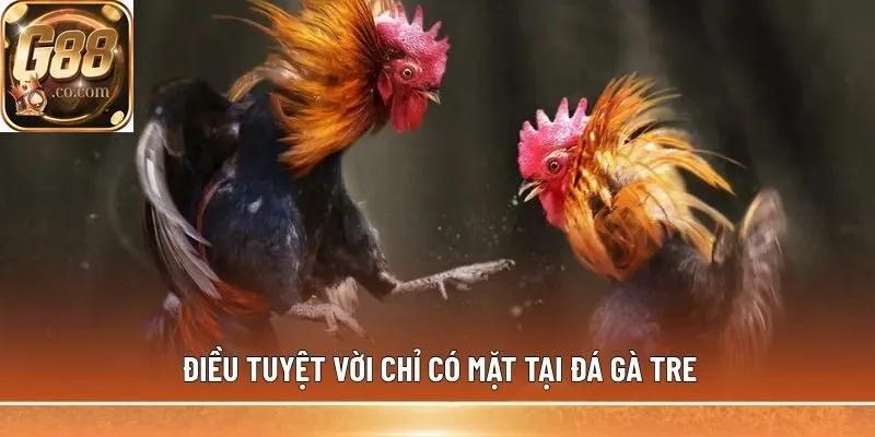 Điều tuyệt vời chỉ có mặt tại đá gà tre