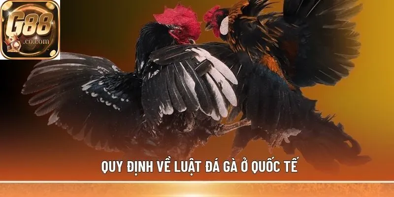 Quy định về luật đá gà ở quốc tế